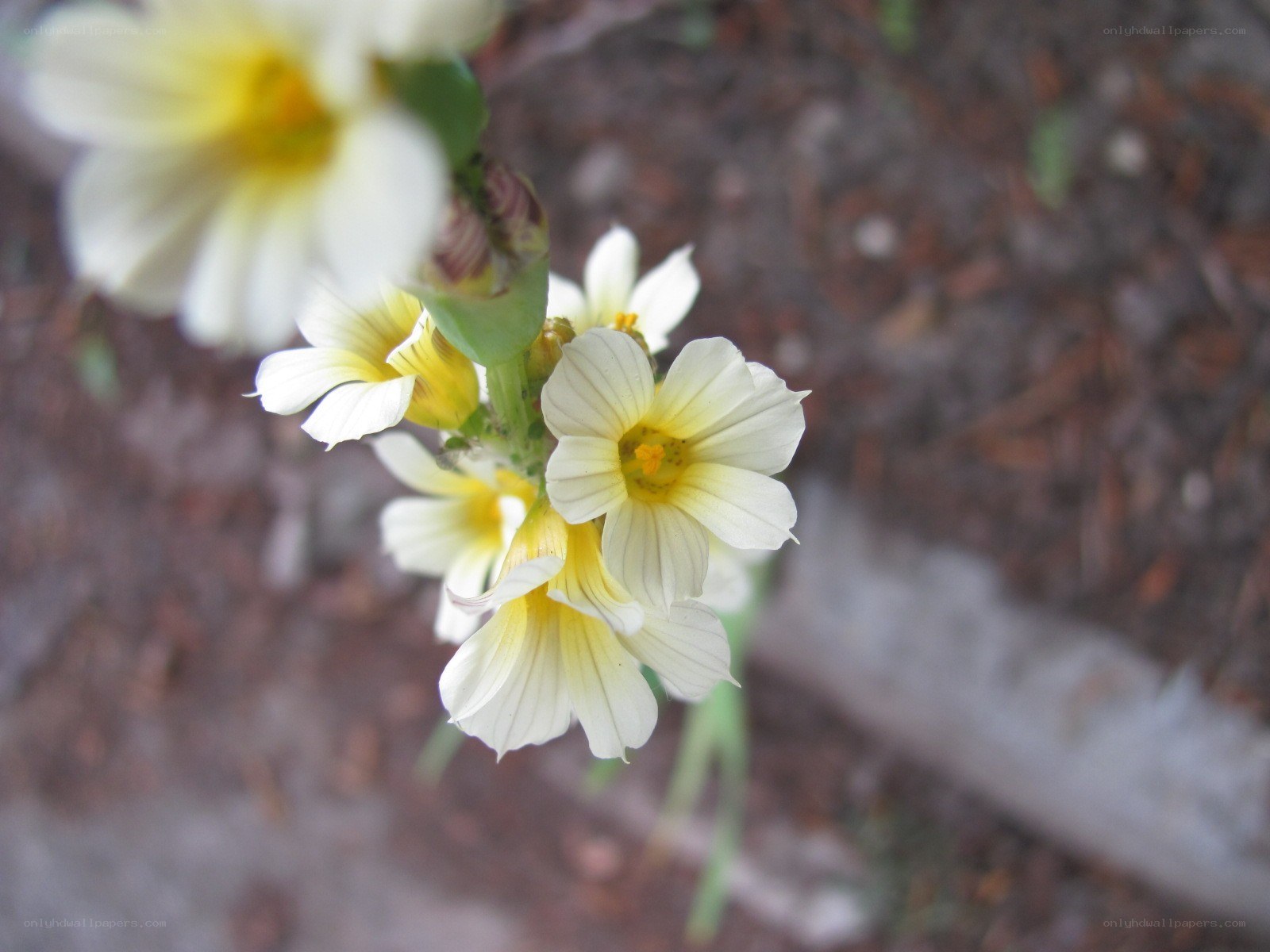 white and yellow flowers