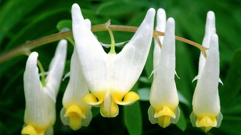white and yellow flowers
