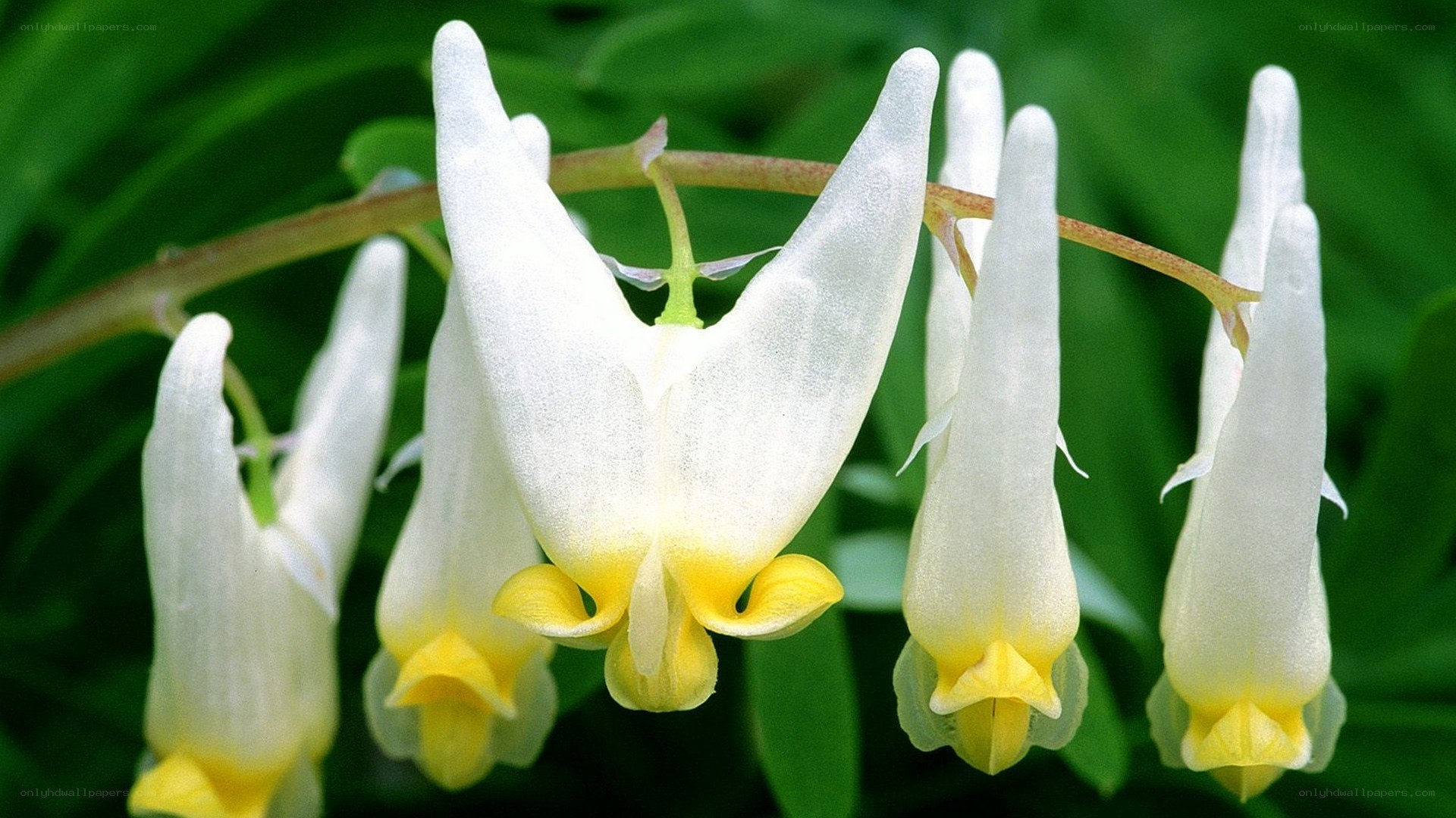 white and yellow flowers