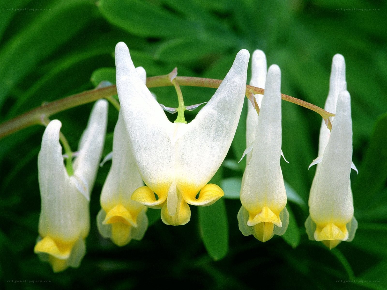 white and yellow flowers