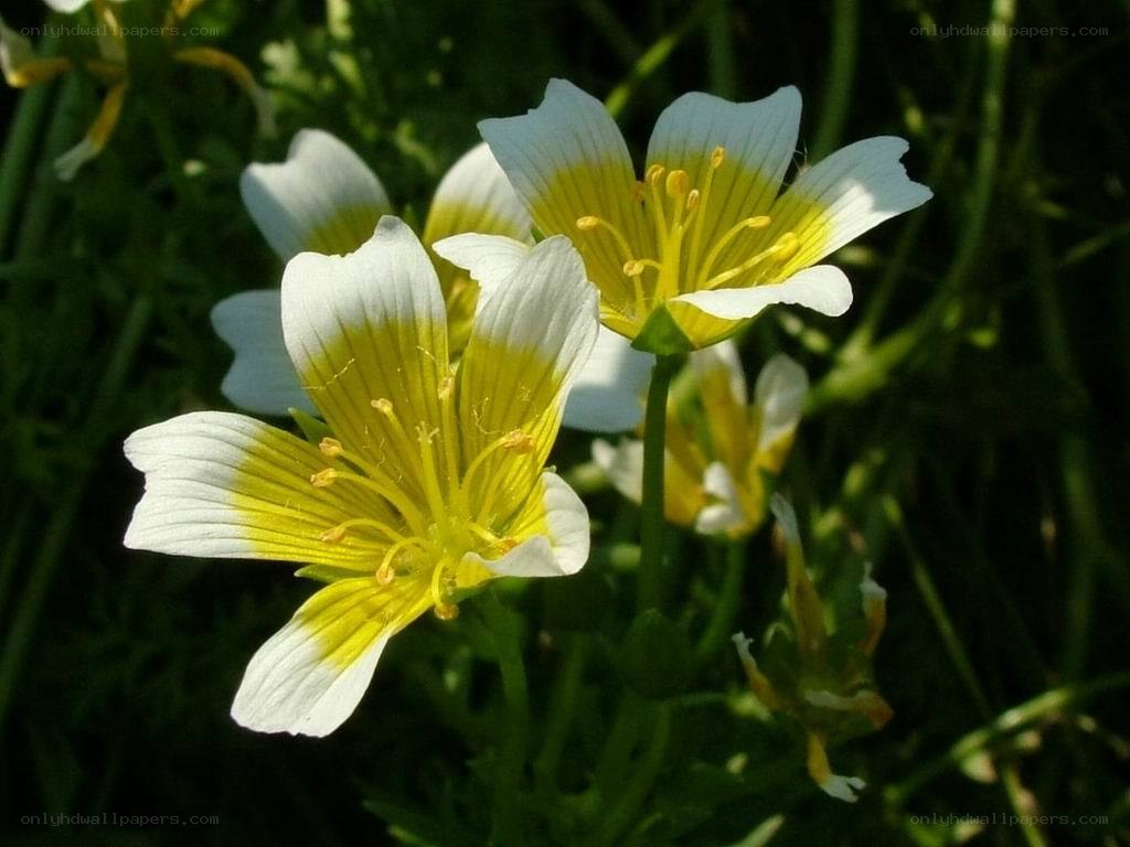 white and yellow flowers