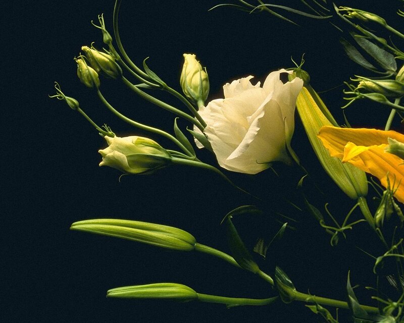 White and yellow flowers