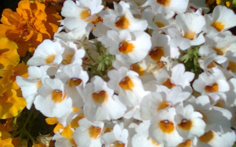 White and Yellow Flowers — Bright, Afternoon