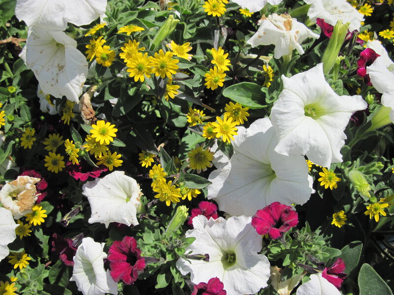White and Yellow Flowers — Bright