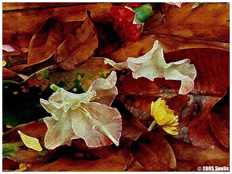 White and Yellow Flowers — Brown