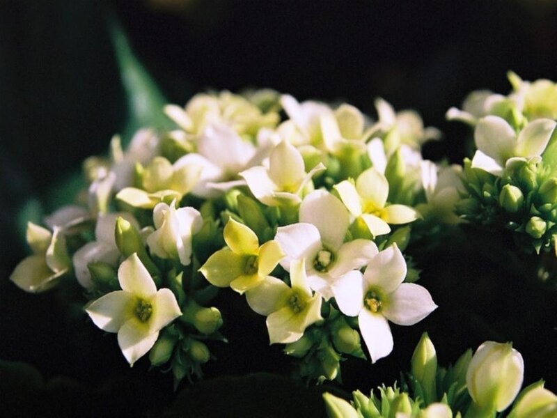 White and Yellow Flowers — Calm, Photograph, Buds