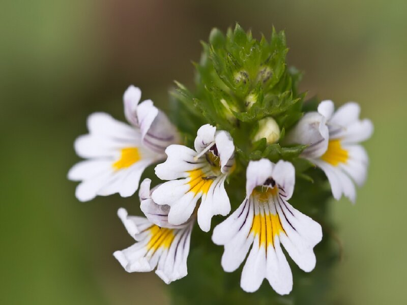 White and Yellow Flowers — Calm, Spring, Photograph