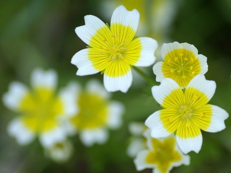 White and Yellow Flowers — Calm, Spring