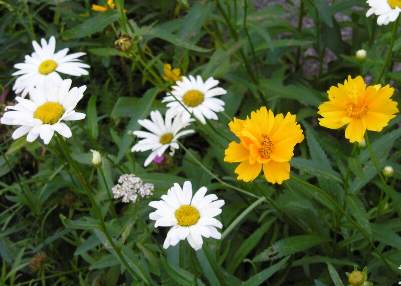 White and Yellow Flowers — Calm, Summer