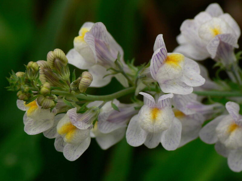 White and Yellow Flowers — Calm