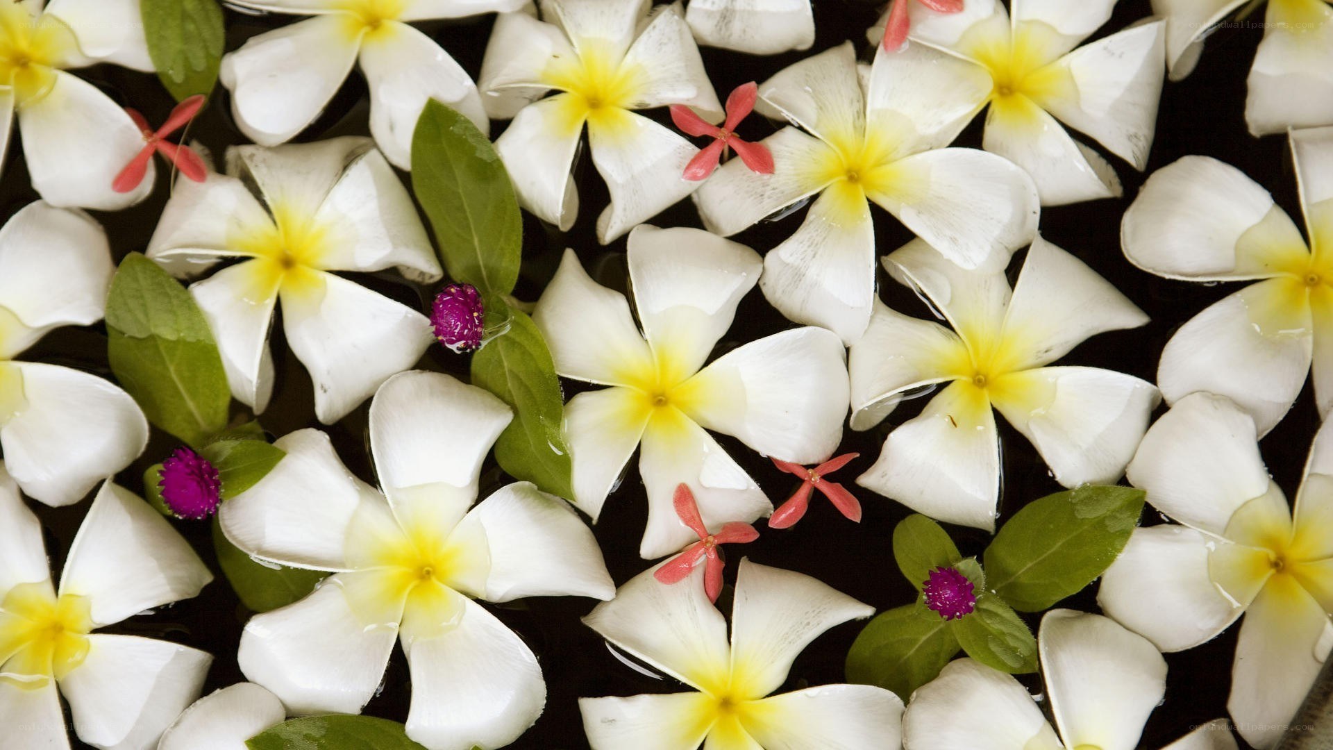white and yellow flowers floating