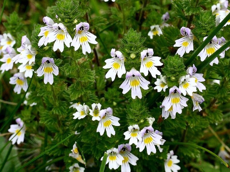 White and Yellow Flowers — Green, Natural, Spring