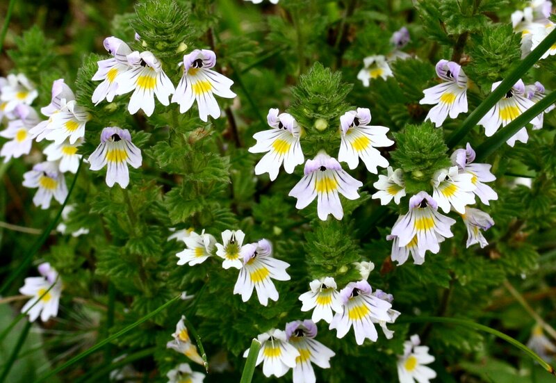 White and Yellow Flowers — Green, Natural