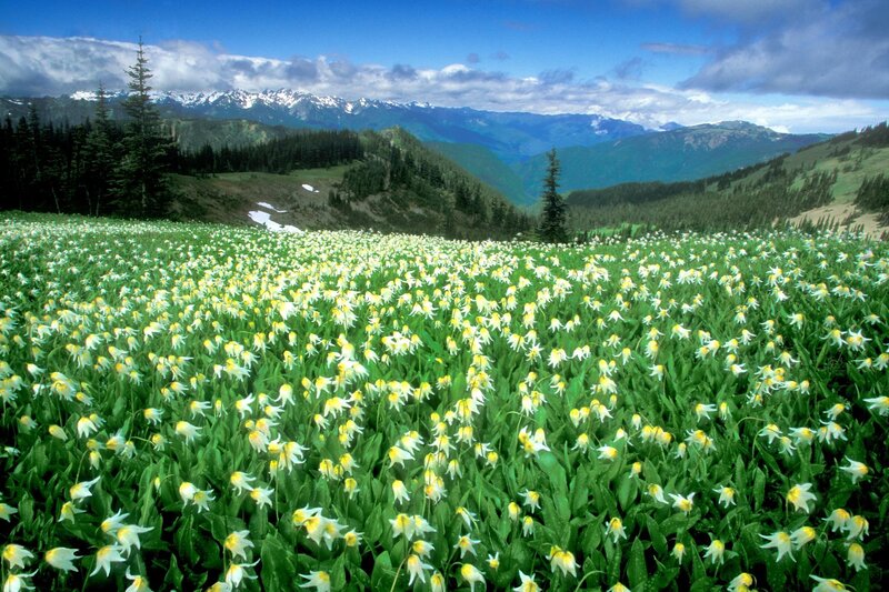 White and Yellow Flowers — Green, Serene