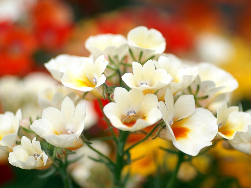 White and Yellow Flowers — Serene, Photograph, Green Stems, Blurred Background
