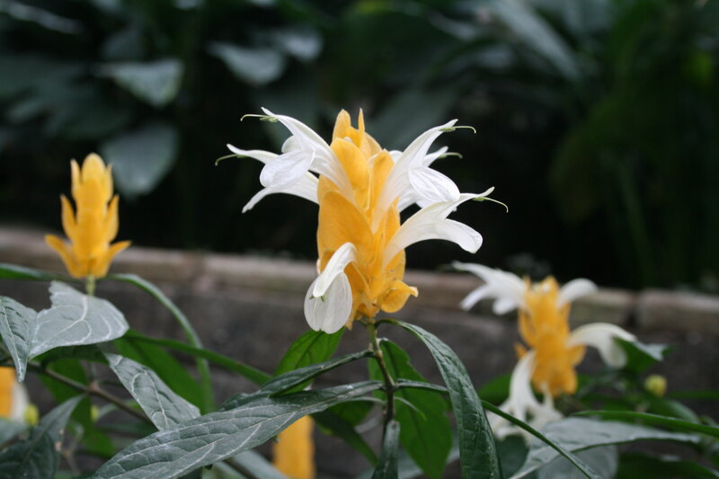 White and Yellow Flowers — Serene, Photograph