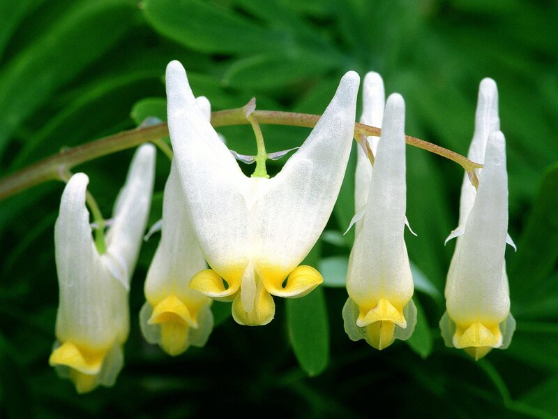 White and Yellow Flowers — Serene, Spring, Photograph, Green Leaves