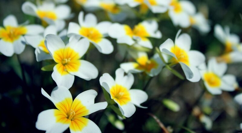 White and Yellow Flowers — Serene, Spring