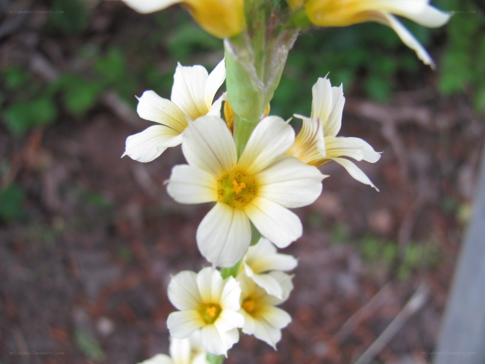 white and yellow flowers