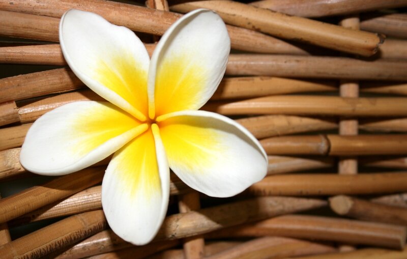 White and Yellow Frangipani — Calm, Photograph