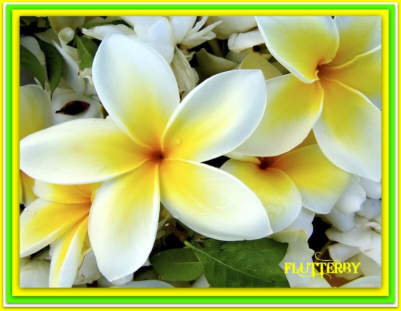 White and Yellow Frangipani — Calm