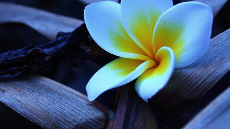 White and Yellow Frangipani — Dramatic, Photograph