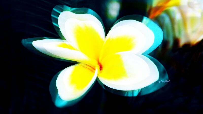 White and Yellow Frangipani — Dramatic
