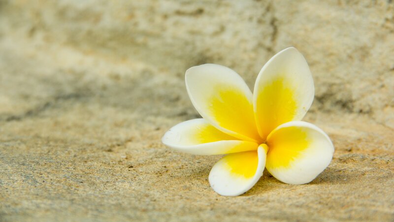 white and yellow frangipani flower