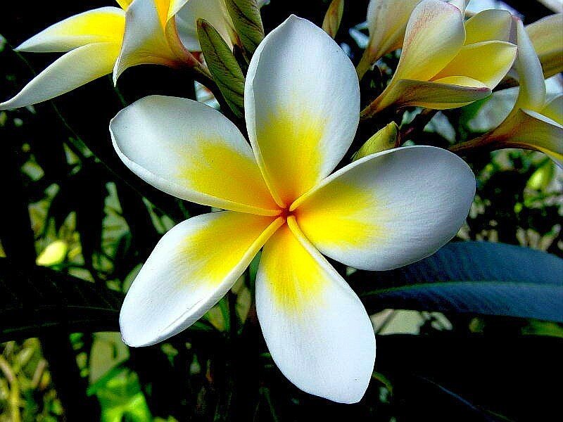 white and yellow frangipani flower