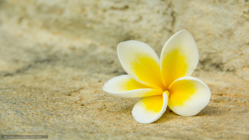 white and yellow frangipani flower