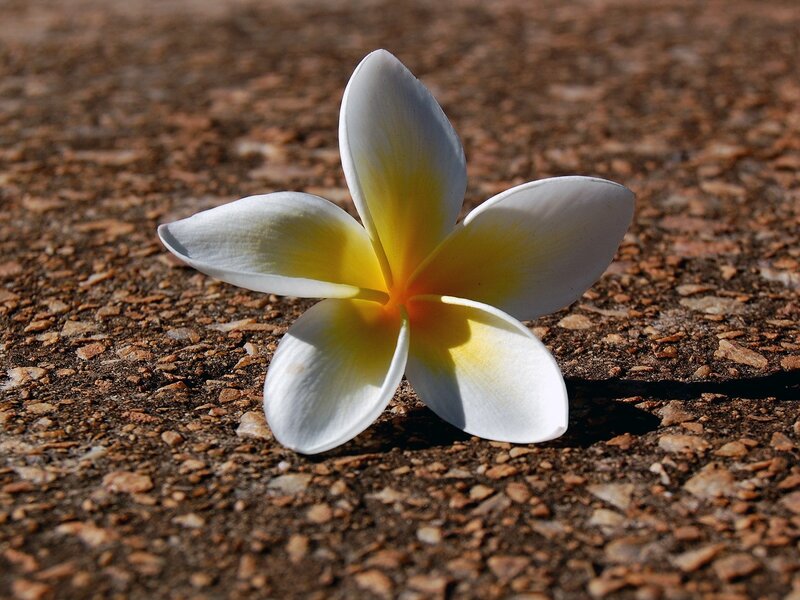 white and yellow frangipani flower