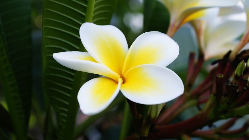 White and Yellow Frangipani Flower — Serene