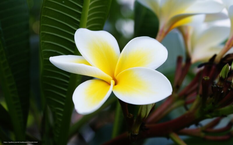 White and yellow frangipani flower