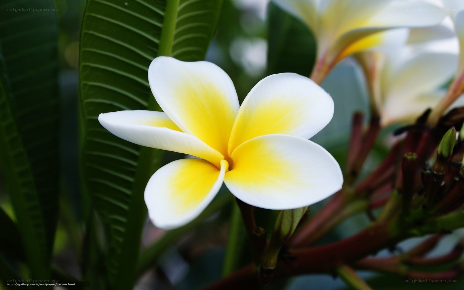 White and yellow frangipani flower