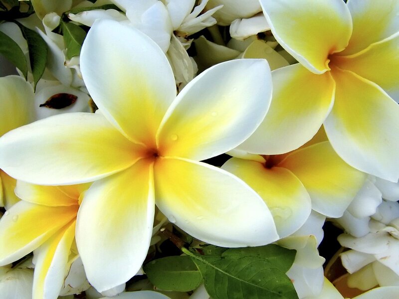 White and yellow frangipani flowers