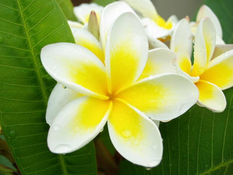 White and yellow frangipani flowers