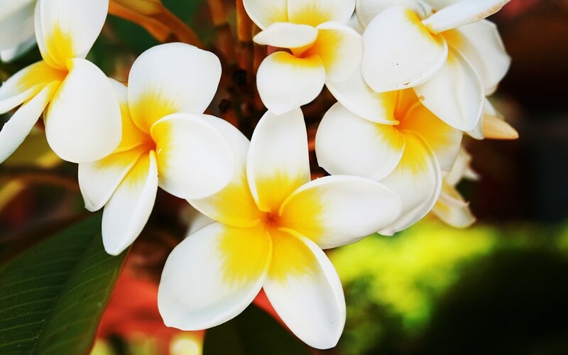 White and yellow frangipani flowers