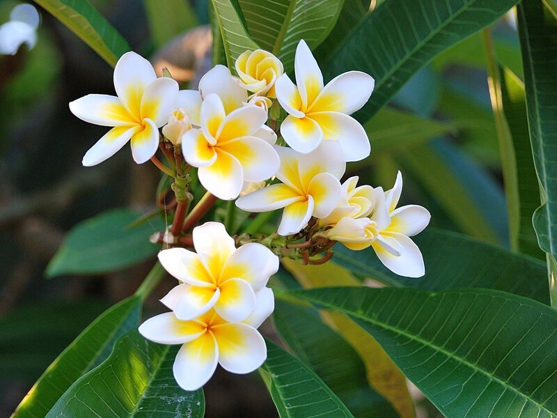 white and yellow frangipani flowers