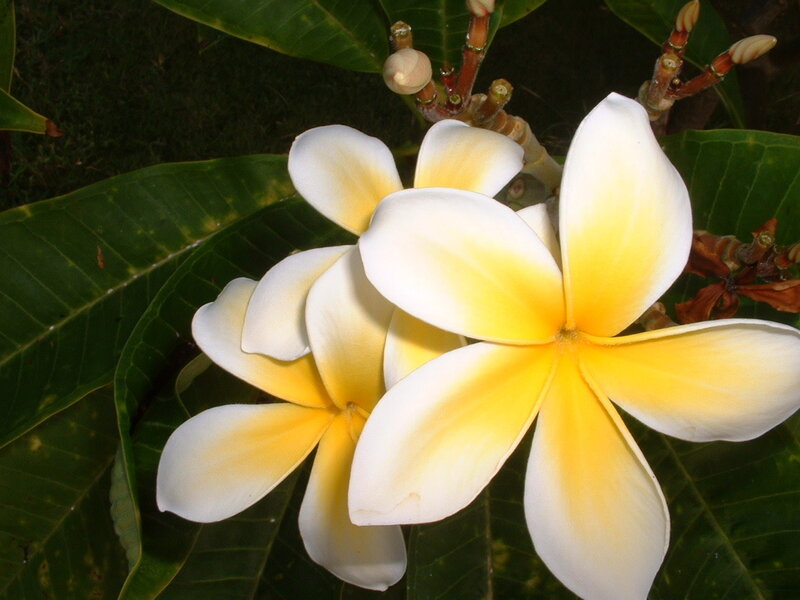 white and yellow frangipani flowers