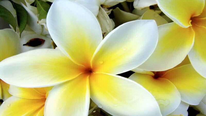 white and yellow frangipani flowers