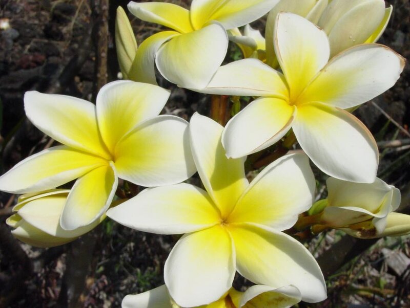 White and yellow frangipani flowers