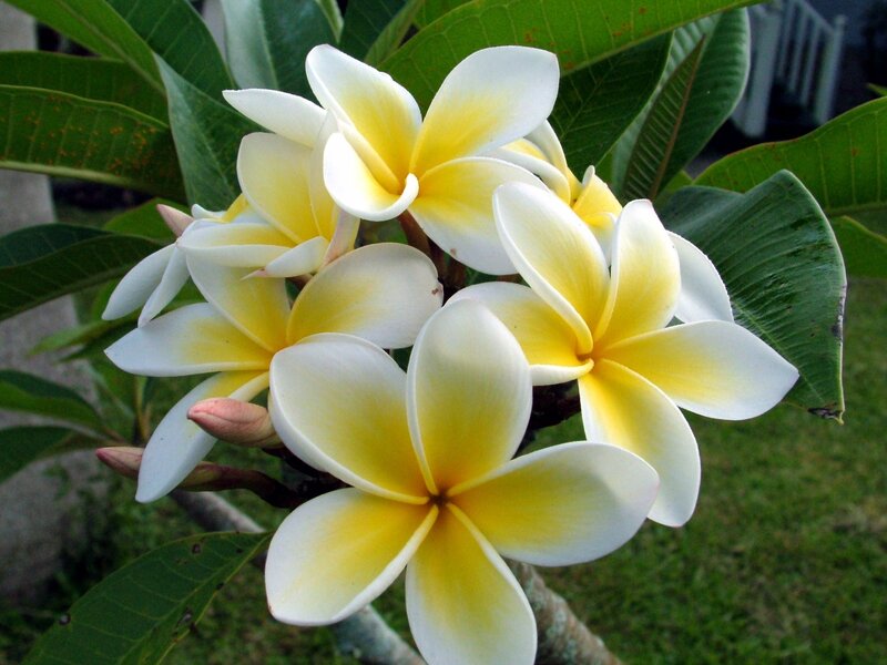 White and yellow frangipani flowers