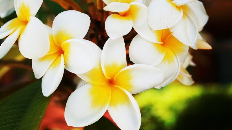 White and yellow frangipani flowers