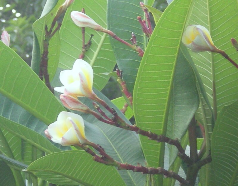 white and yellow frangipani flowers