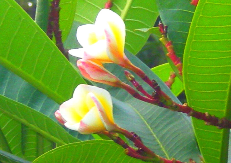 white and yellow frangipani flowers