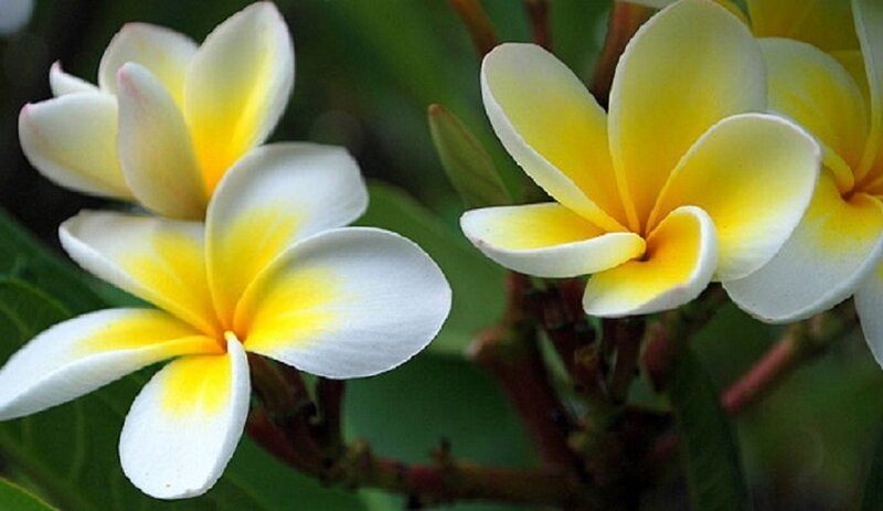 white and yellow frangipani flowers