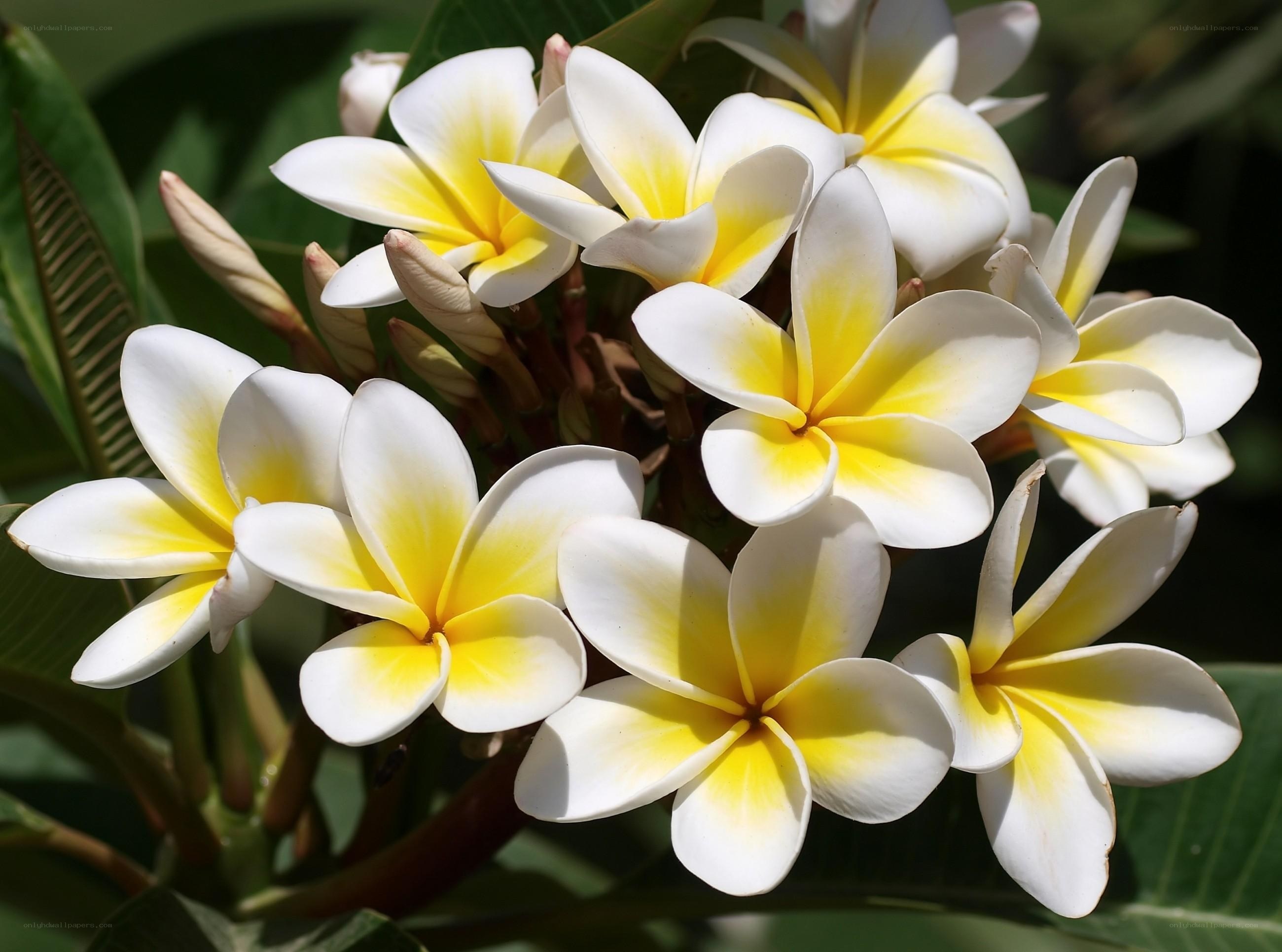 White and yellow frangipani flowers