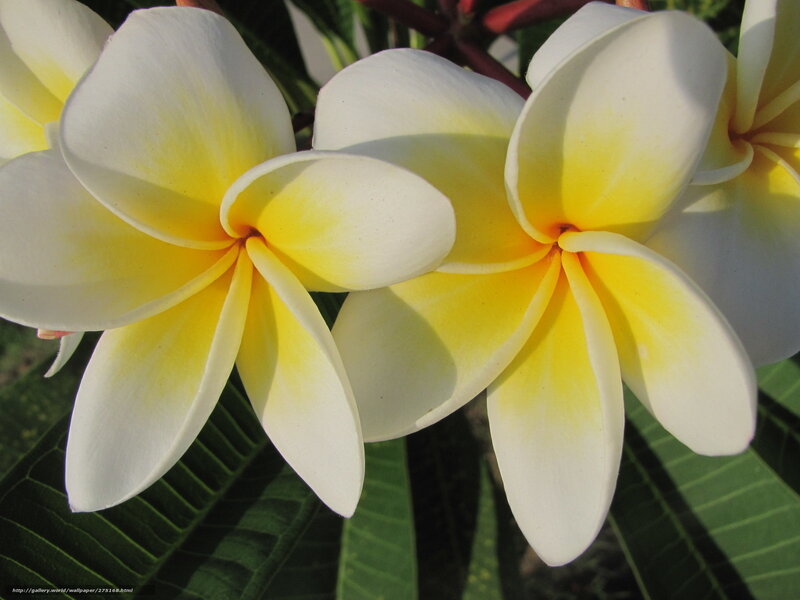 White and yellow frangipani flowers