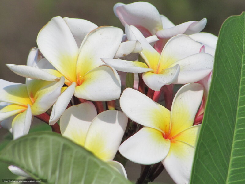 White and yellow frangipani flowers