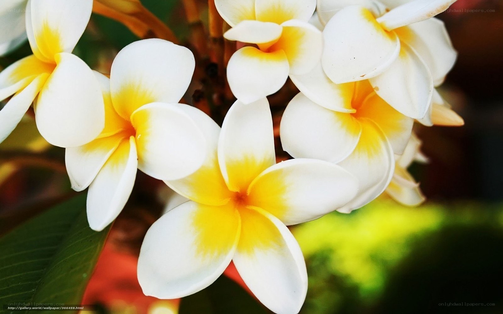 White and yellow frangipani flowers